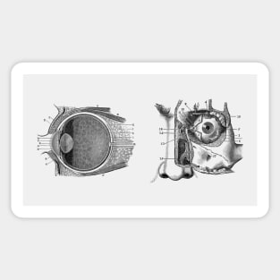 Human Eye Anatomy Sticker